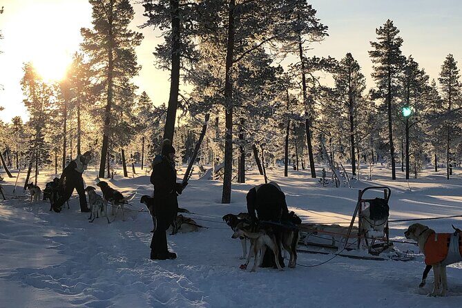 Sit Down Husky Ride Dog Sled Tour in Kiruna - From central Kiruna to the kennels: pickup times that keep the day moving