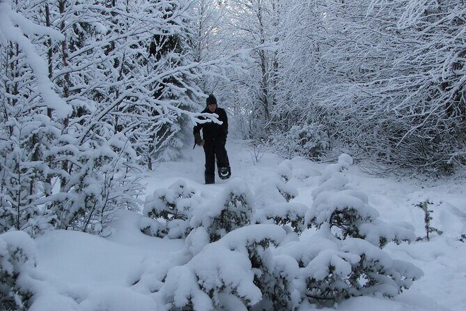 Snowshoe in a Winter Forest - Price and Value: What $146.65 Buys You in Kiruna