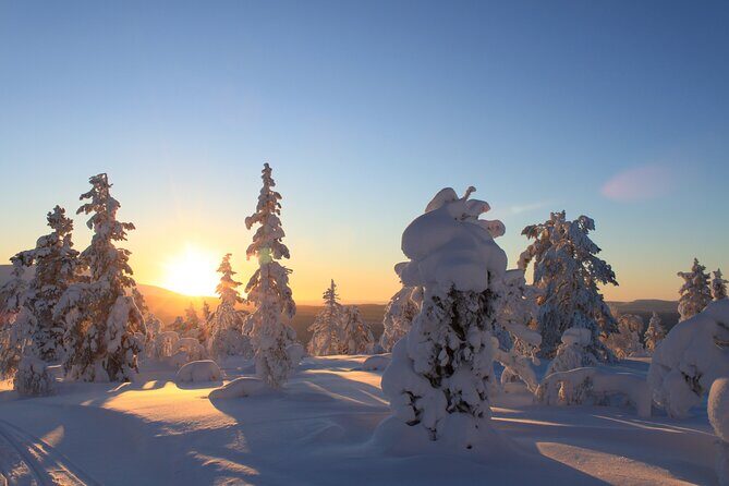 Snowshoe in a Winter Forest - Spotting Animal Tracks in the Arctic Forest
