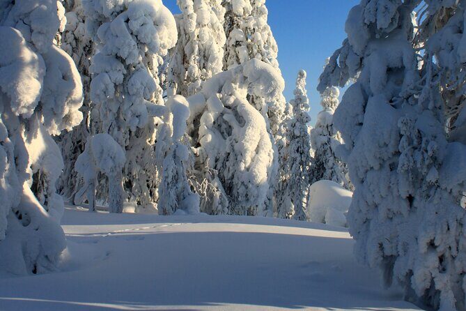 Snowshoe in a Winter Forest - Meeting Your Guide in Kiruna Without Stress