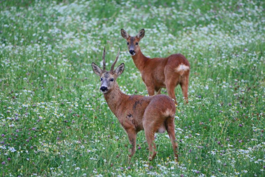 Stockholm: Evening Wildlife Safari with Midsummer Meal - Meeting point to minivan: what your evening starts like