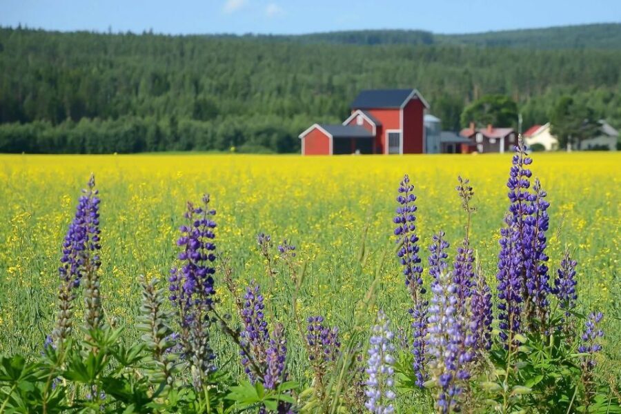 Stockholm: Evening Wildlife Safari with Midsummer Meal - Midsummer meal in an outdoor camp: more than food