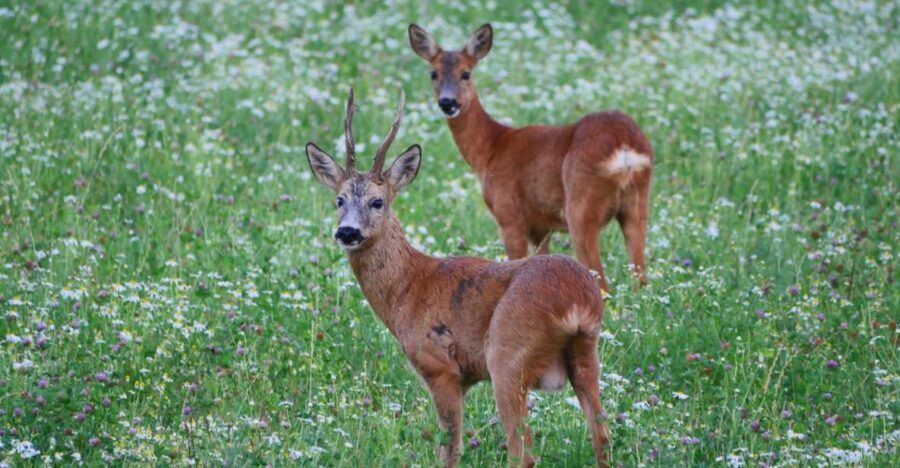 Stockholm: Evening Wildlife Safari with Midsummer Meal - The short forest hike: slow steps, big payoffs