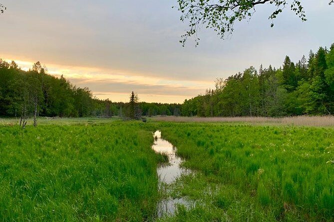 Stockholm: Sunset Hike in Tyresta National Park with Meal - Why Tyresta at sunset feels like a Stockholm secret
