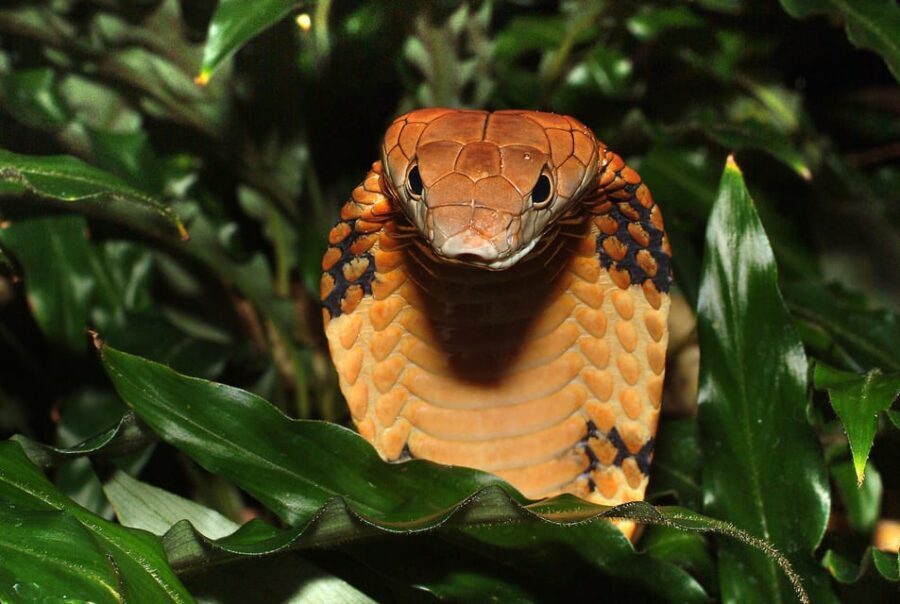 Stockholm: The Skansen Aquarium Entry Ticket - Animals You Can Expect Inside the Cozy Facility