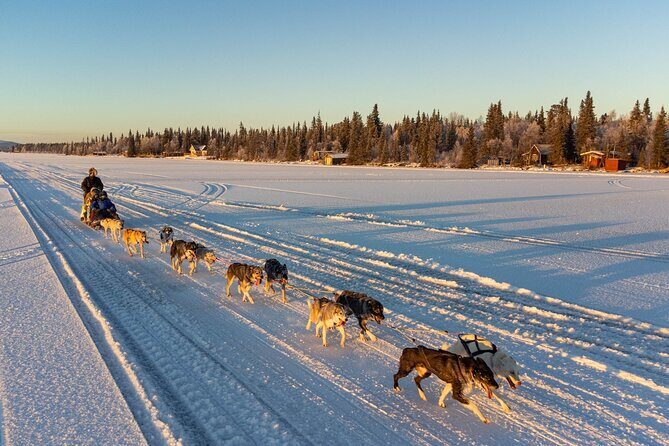 Sunrise Zen Husky Tour (10:00 to 13:00 - sitting on the sled) - Entering the Poikkijärvi Woods With a 12–14 Husky Team
