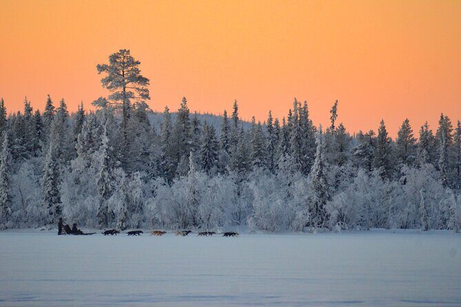 Sunrise Zen Husky Tour (10:00 to 13:00 - sitting on the sled) - What You’re Really Paying for: $264.52 for 3 Hours