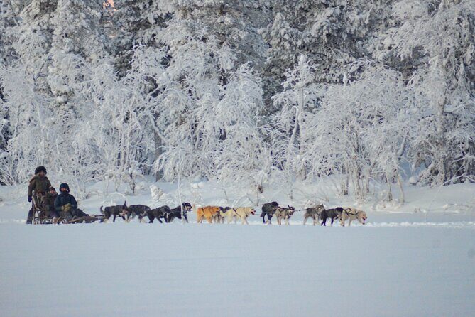Sunrise Zen Husky Tour (10:00 to 13:00 - sitting on the sled) - Helping With the Dogs: Simple Care Tasks That Feel Meaningful