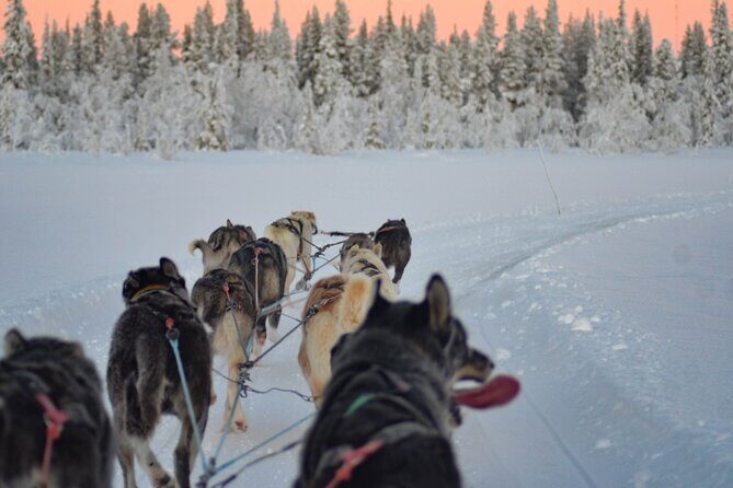 Sunrise Zen Husky Tour (10:00 to 13:00 - sitting on the sled) - Warming Up at the Fire Hut: Drinks, Snacks, and Time to Reset