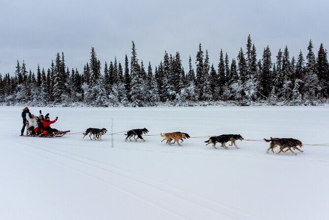 Sunrise Zen Husky Tour (10:00 to 13:00 - sitting on the sled) - Cold-Day Reality Check: What to Wear and What to Expect